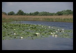 Mila23 - Lac Ledeanca - Lac Furtuna - Lac Baclanestii Mari - Canal Magistral Pardina-Stipoc - Mila 23 -15-05-2013 - Bogdan Balaban