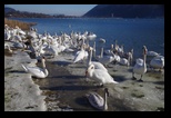 Lacul Pangarati -24-01-2017 - Bogdan Balaban