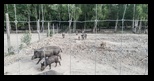 Parcul cu animale salbatice Ivo -21-08-2022 - Bogdan Balaban