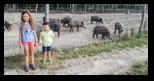 Parcul cu animale salbatice Ivo -21-08-2022 - Bogdan Balaban